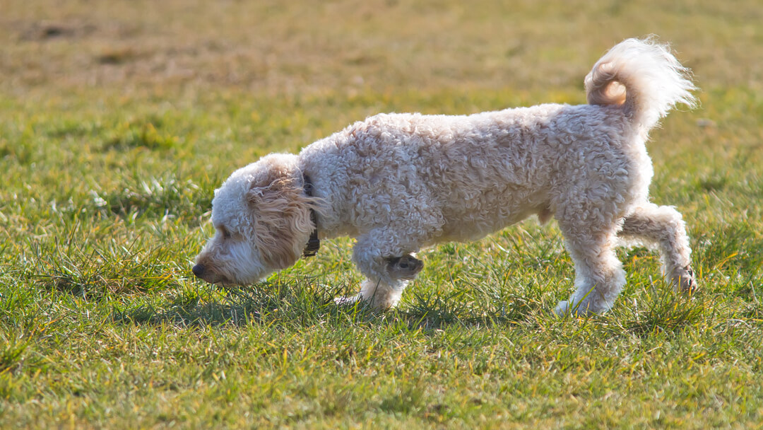 How to stop a dog from eating grass sales and dirt